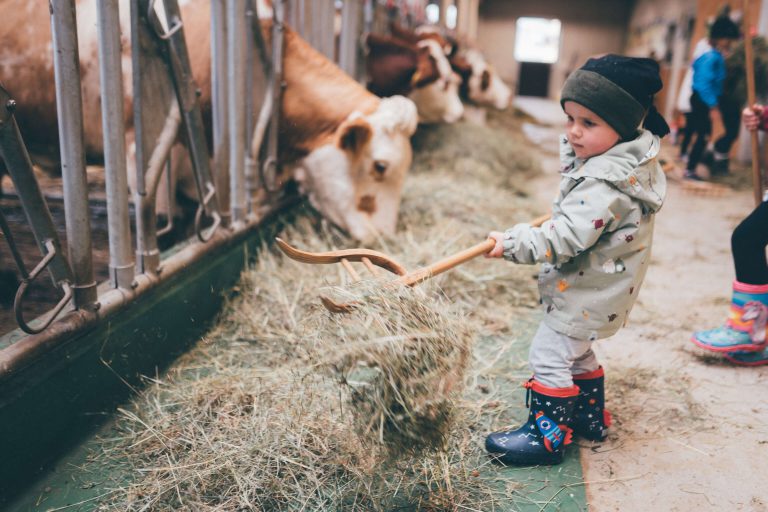 Kind mit Schaufel füttert Kühe im Stall, umgeben von frischem Heu und ländlicher Atmosphäre.