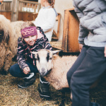 Kind streichelt Schaf im Stall, weitere Kinder und Schafe im Hintergrund